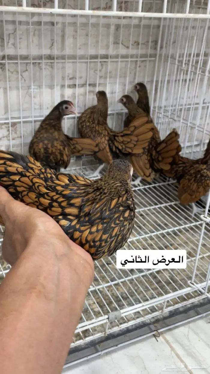 سبرايت امريكي 3