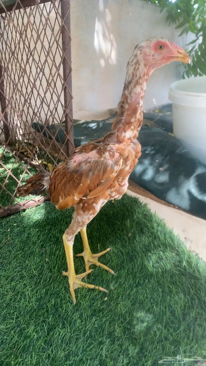طقم سندي بيور 1