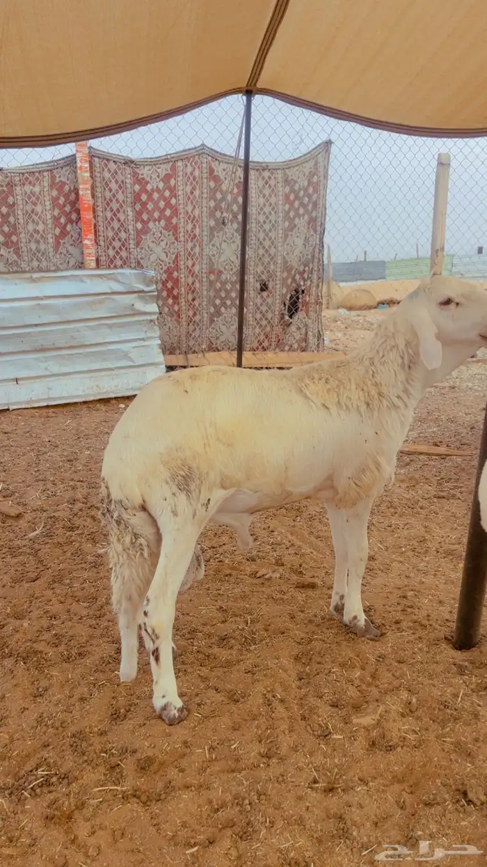 طليان سواكن فل شحم مرابي 4 شهور لحمه بيضه شرط ضمان ذهبي 1