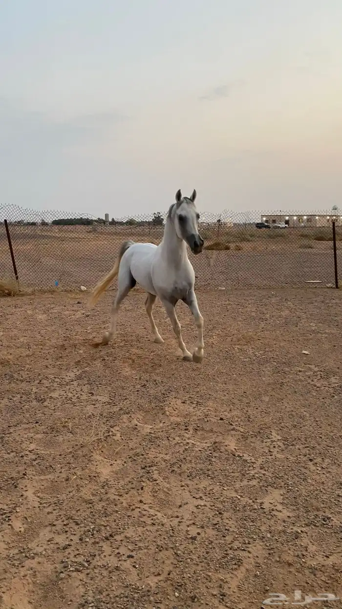 خيل 4