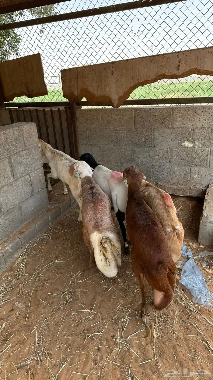 رفيد للبيع 2