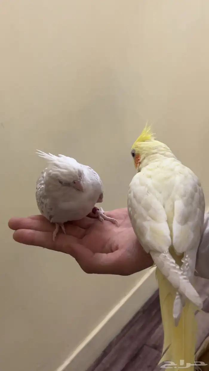 parrots for sale 16