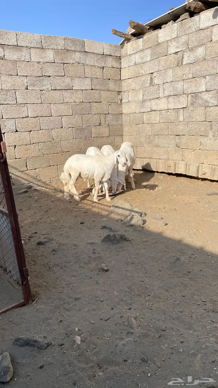 بهم خرفان 3