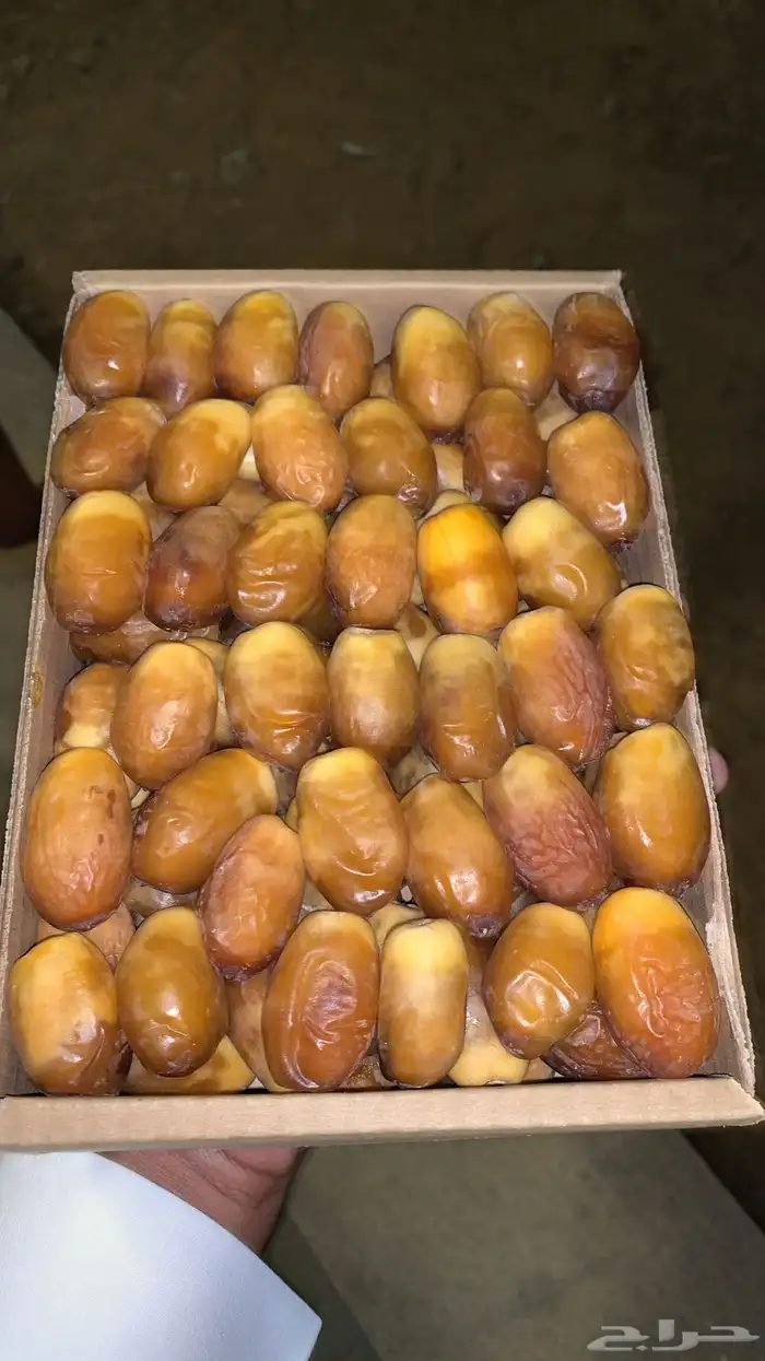 تمر صقعي العراق و بويظا خدما 2