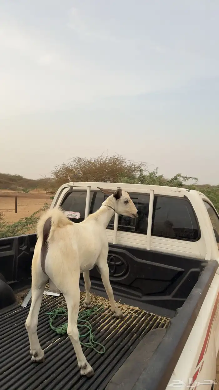 نوفر لكم طلباتكم 0