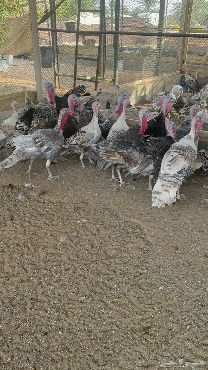 بط نحم طيار رومي حبشي 0