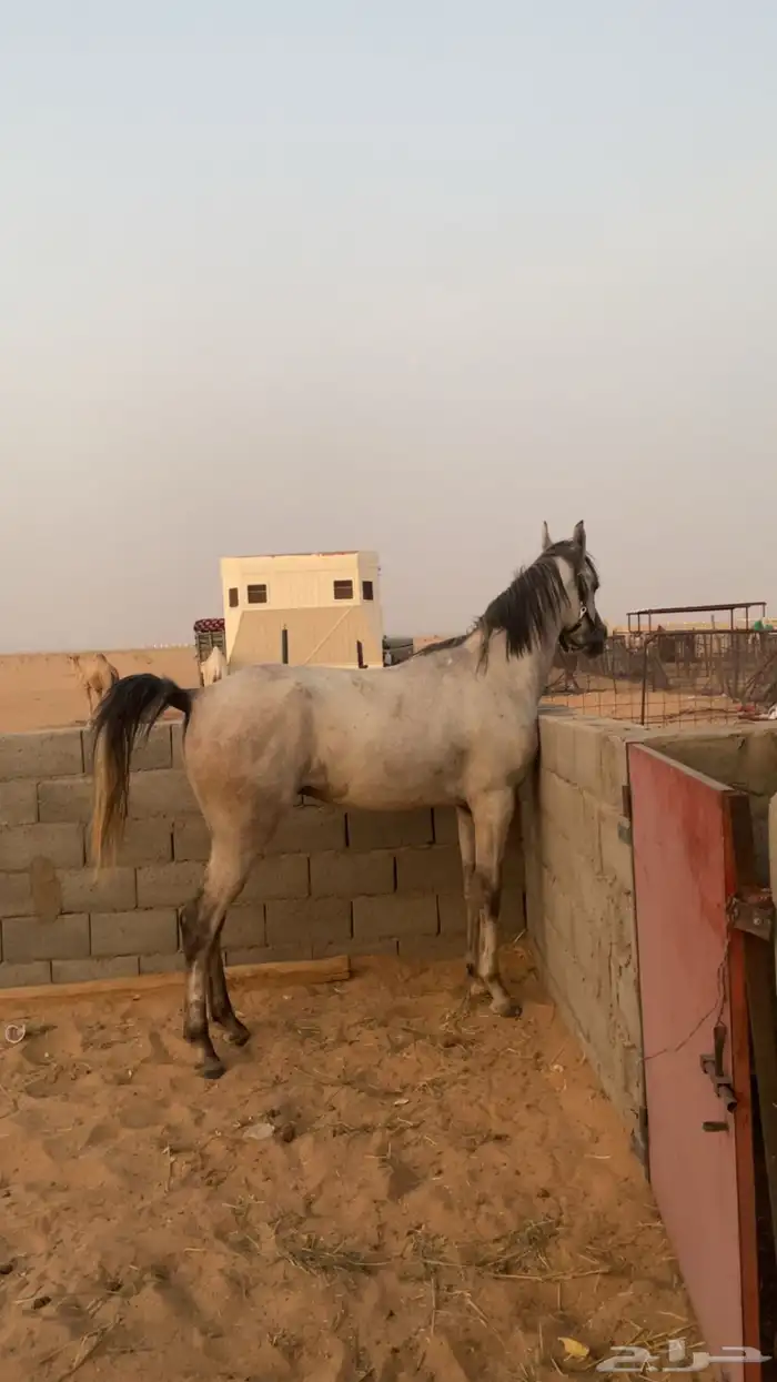 حصان واهو 1