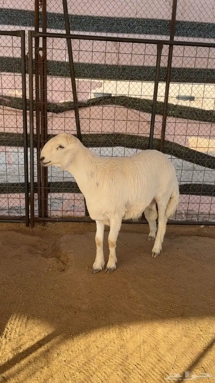 طلي حري مشروع فحل 0
