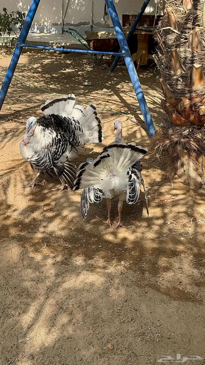 ديوك رومي فراشة 3