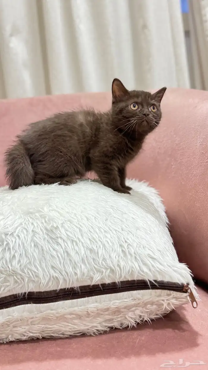 كيتن سكوتش سينامون ستريت للبيع شامل الاغراض السعر مميز 3