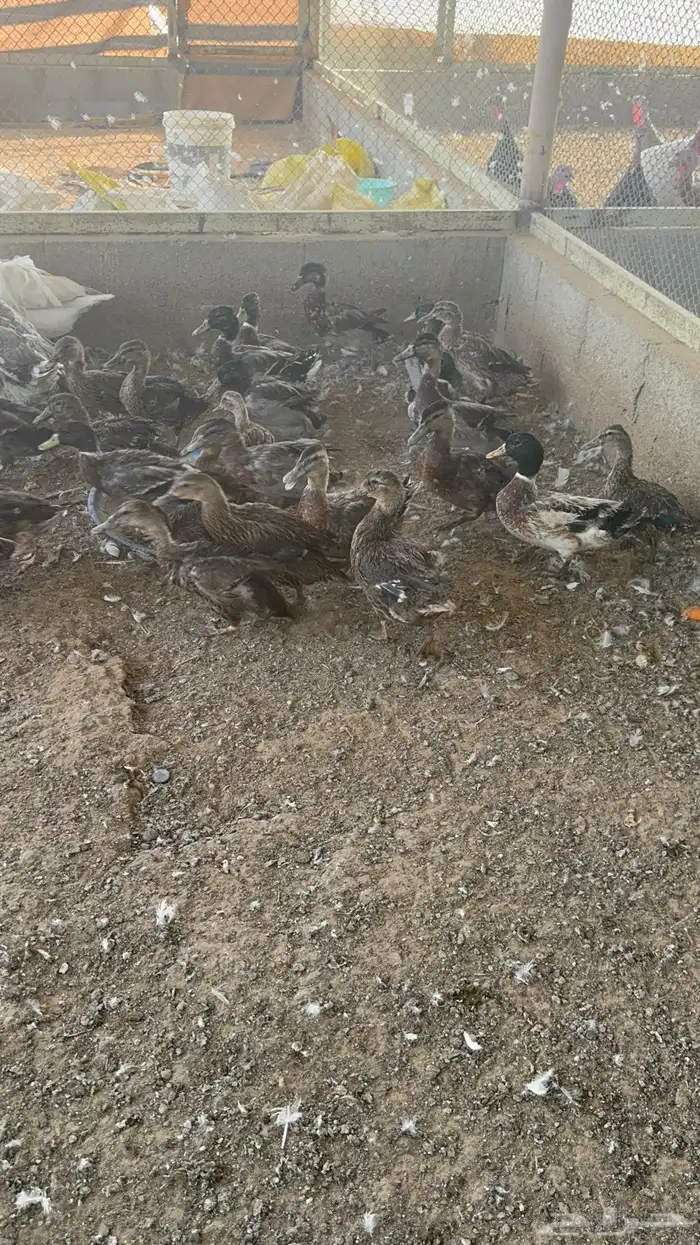 بط نحم طيار رومي حبشي 1