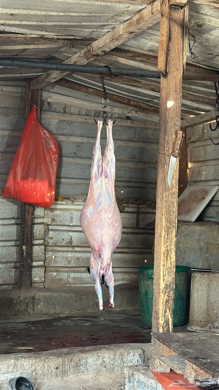 ذبايح 1
