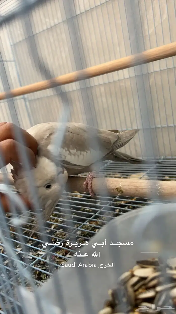جوز كروان اليف 6
