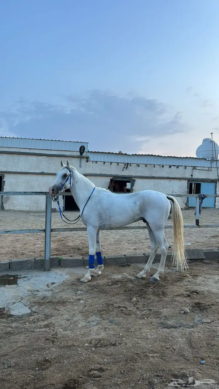 خيل شعبي كفو سليم على الشرط 0