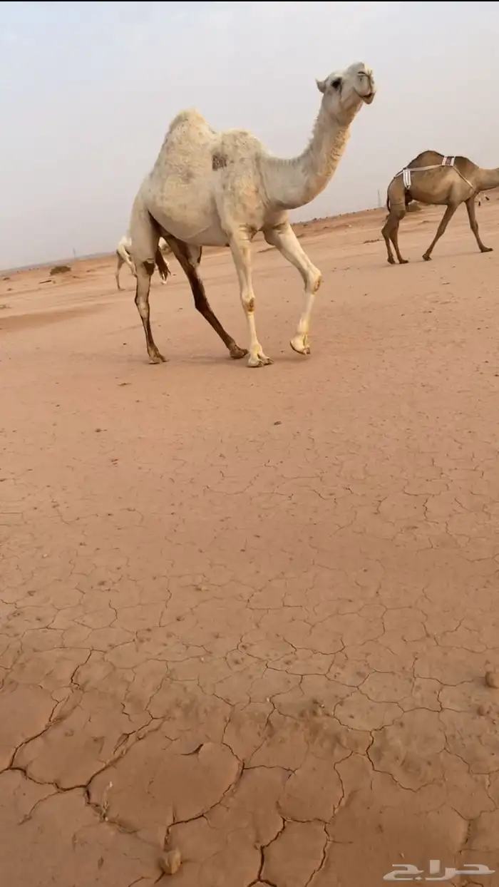 ضريبه 1