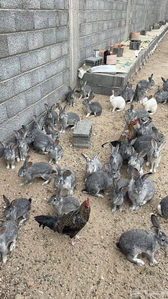 ارانب ايطاليه للبيع 0