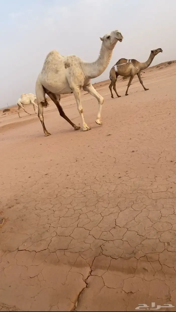 ضريبه 2