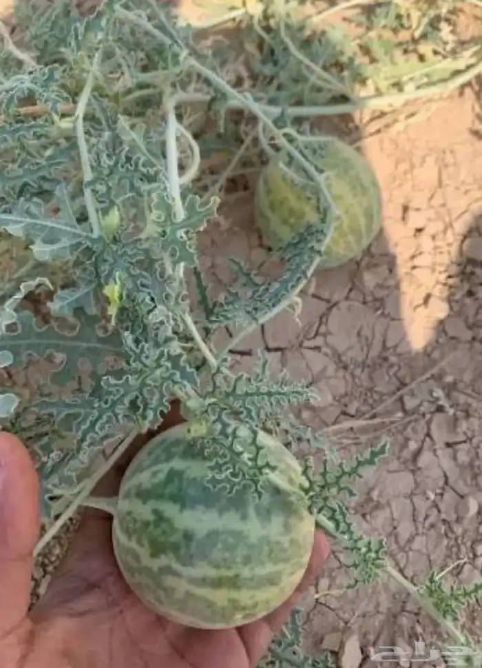 حنظل للبيع 1