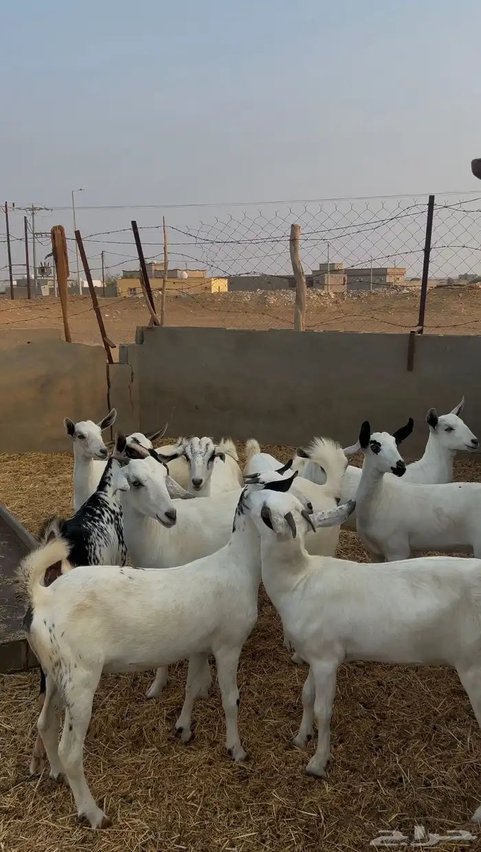 جفار بيشيات 0