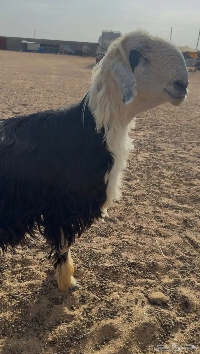 فحل نجدي تو اثنئ للبيع 7