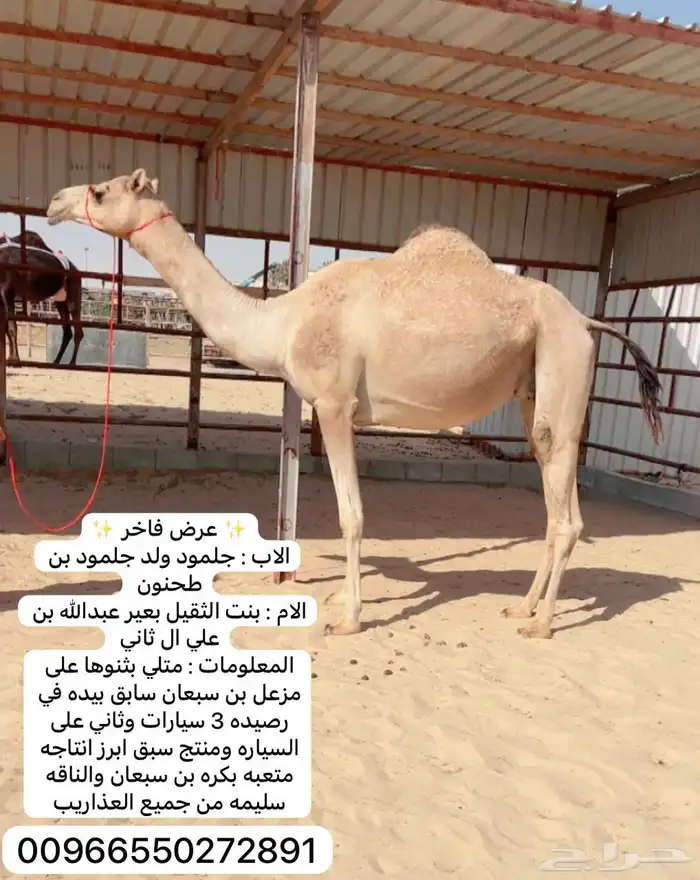 هجن متلي على مزعل بن سبعان 0