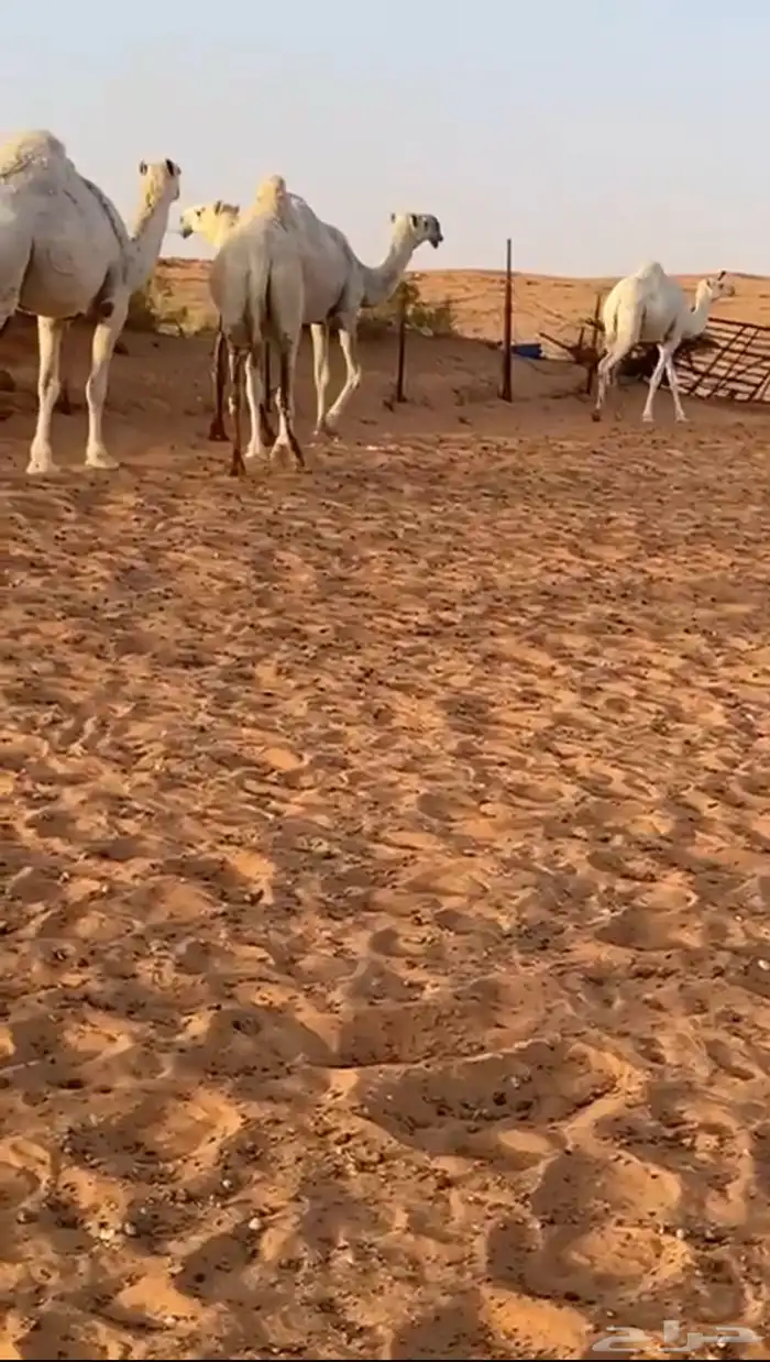 للبيع ابل 1