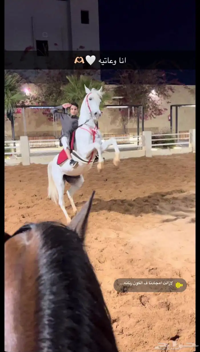خيل 3