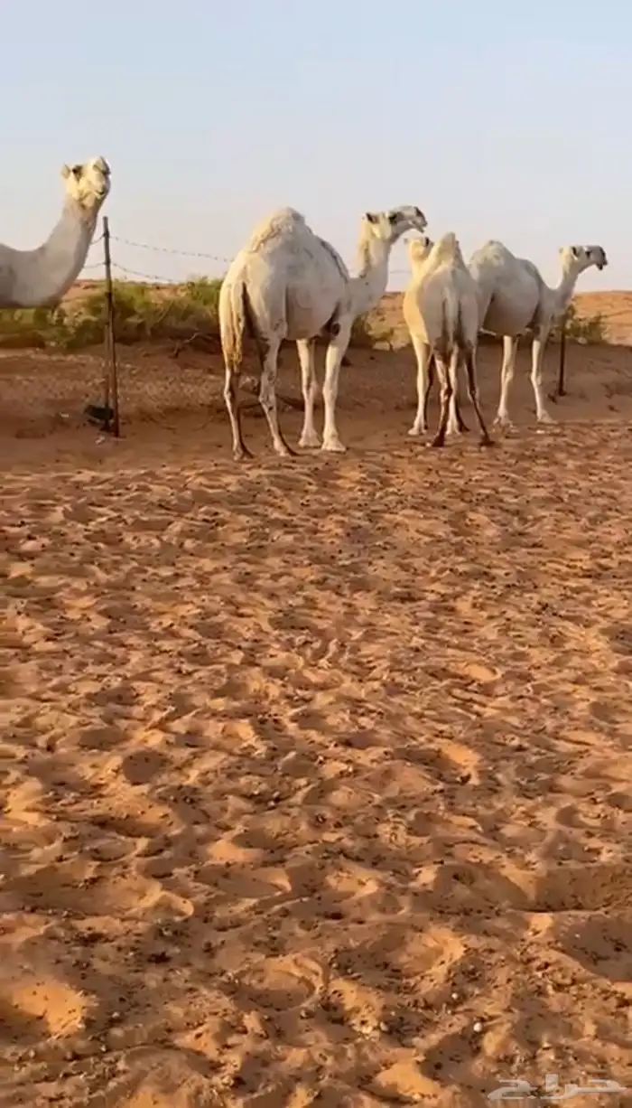 للبيع ابل 0