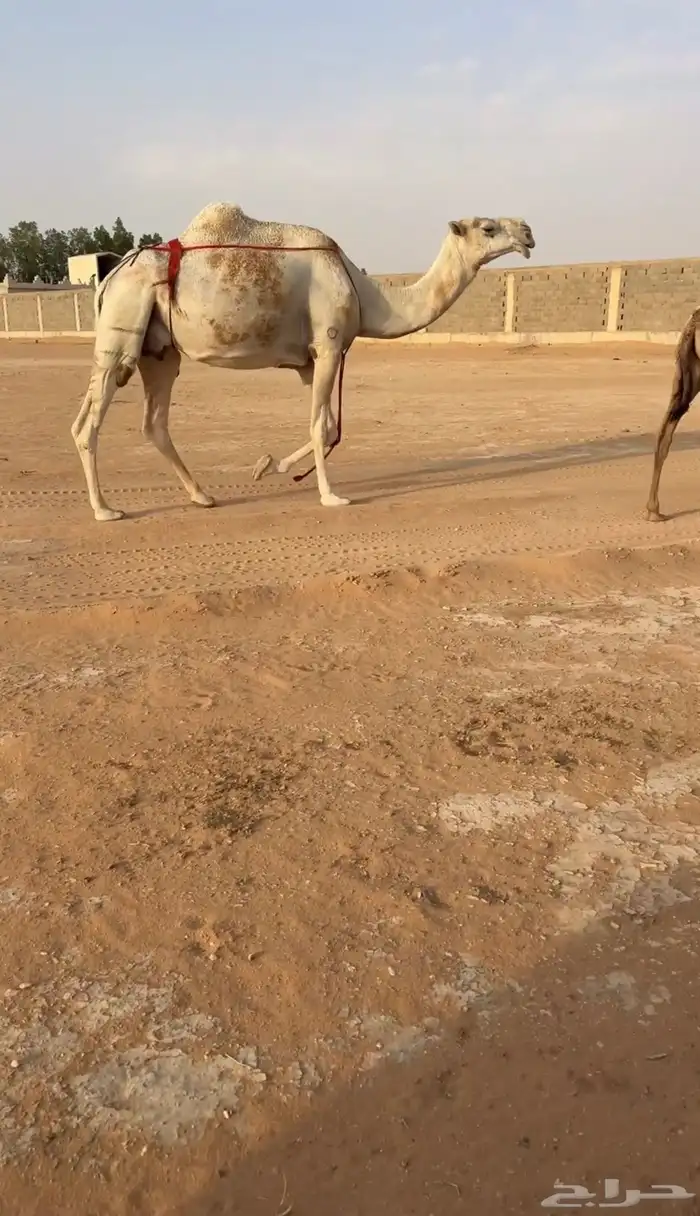 ضروبه 0