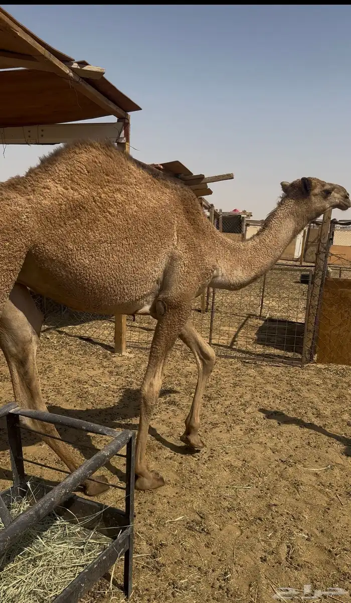 مفروده سمين صحه شرط 2