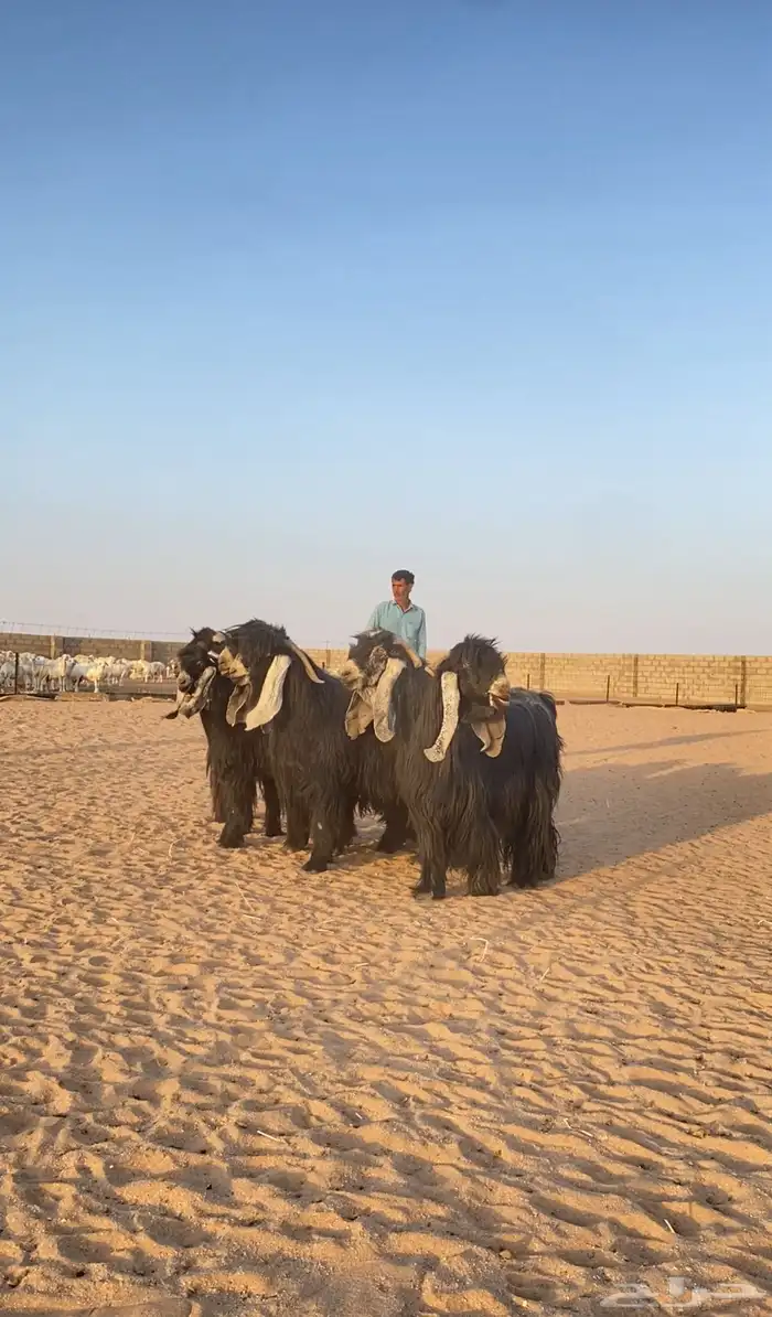 معزا عوارض صنف 6