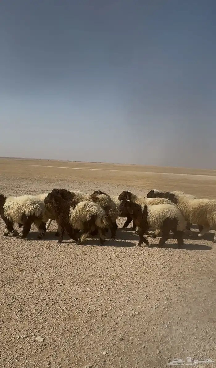 ذبايح فاخره 3