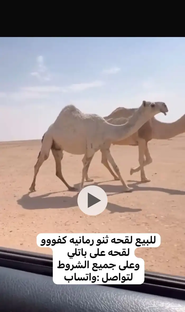 للبيع القحه الوضحا والشقحا حقه والصفرا جذعه 0