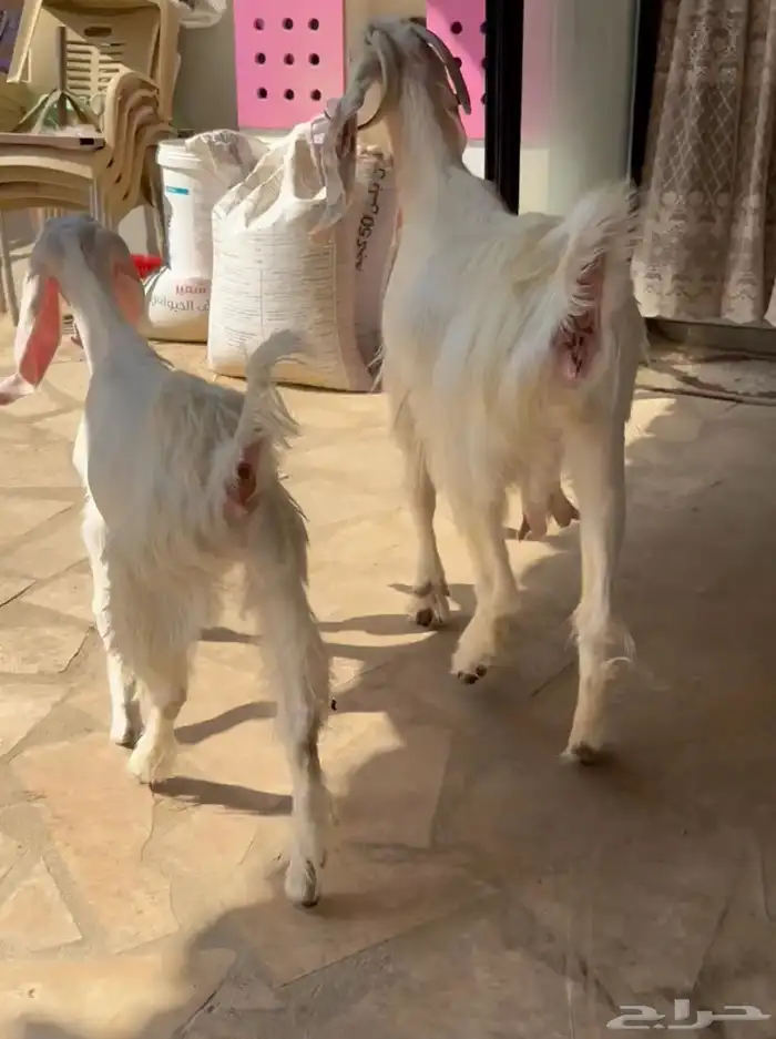 عنز مشروكة 1