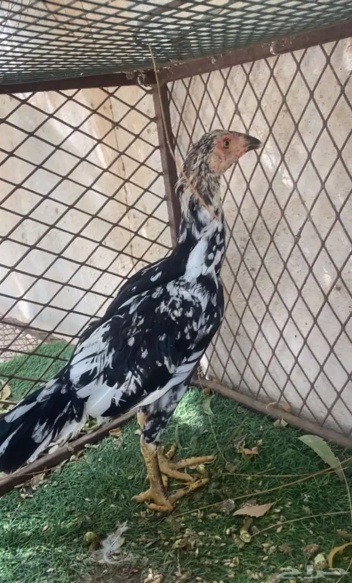 طقم سندي بيور 0