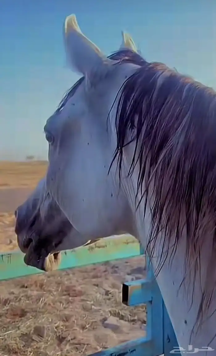 للبيع حصان واهو حفيد انسانا  حليم شاه 1
