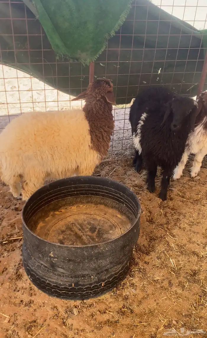 بهم نعيم نظيف جدا  مغلق شحم 6