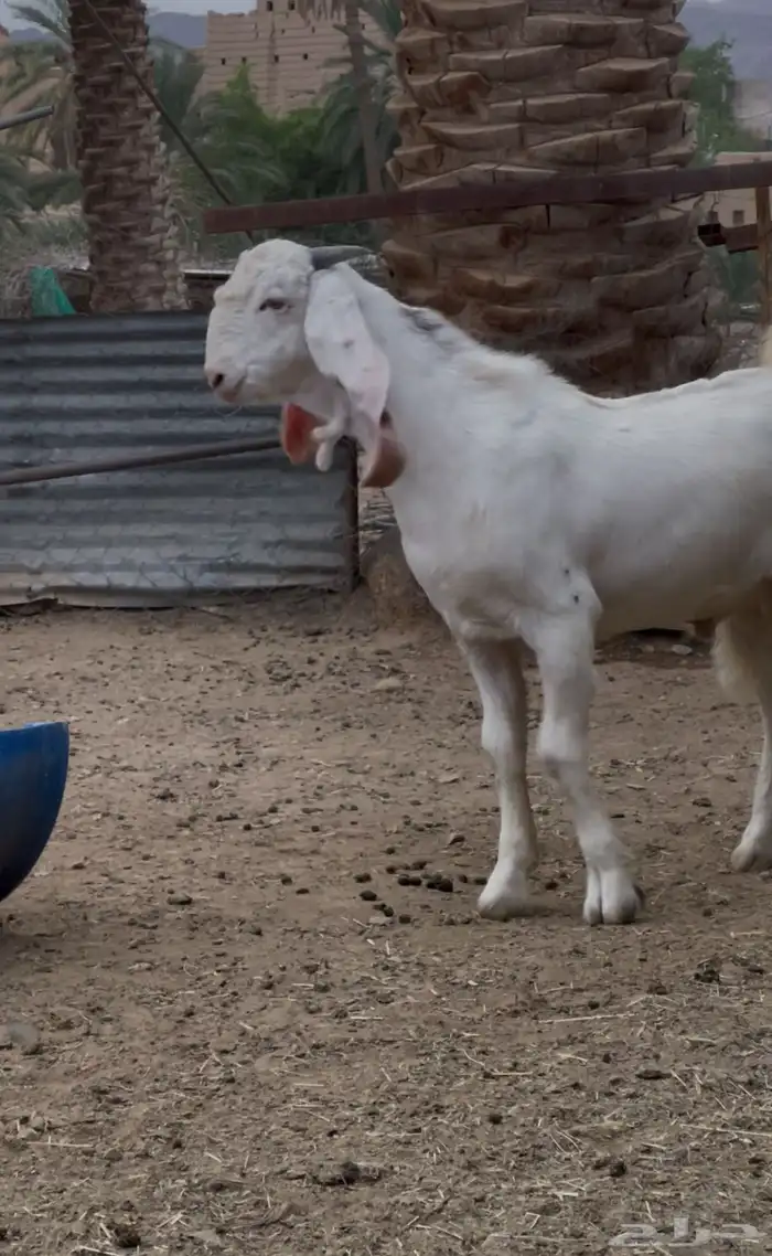 فحل تم البيع 1