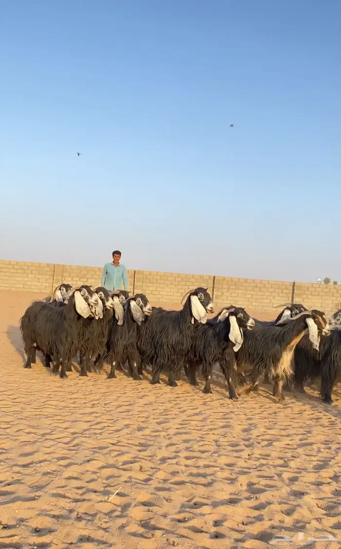 معزا عوارض صنف 1