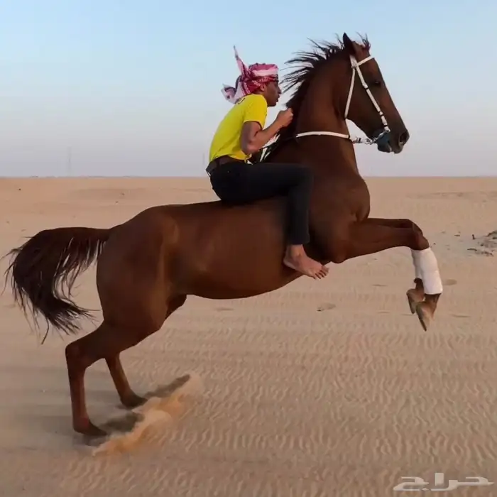 حصان مهجن 2
