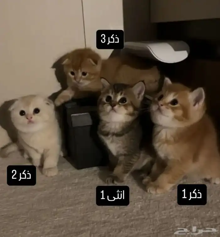 تزاوج سكوتش فولد بيور 6