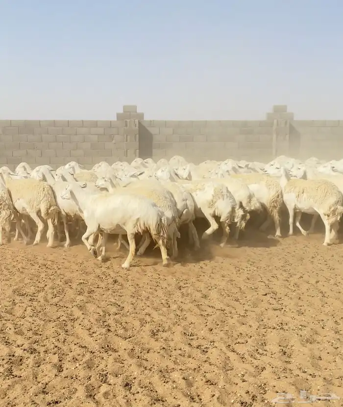 غنم حريات حرش مراح واحد 170 بفحول 6 دفيع ( تم البيع ) 6