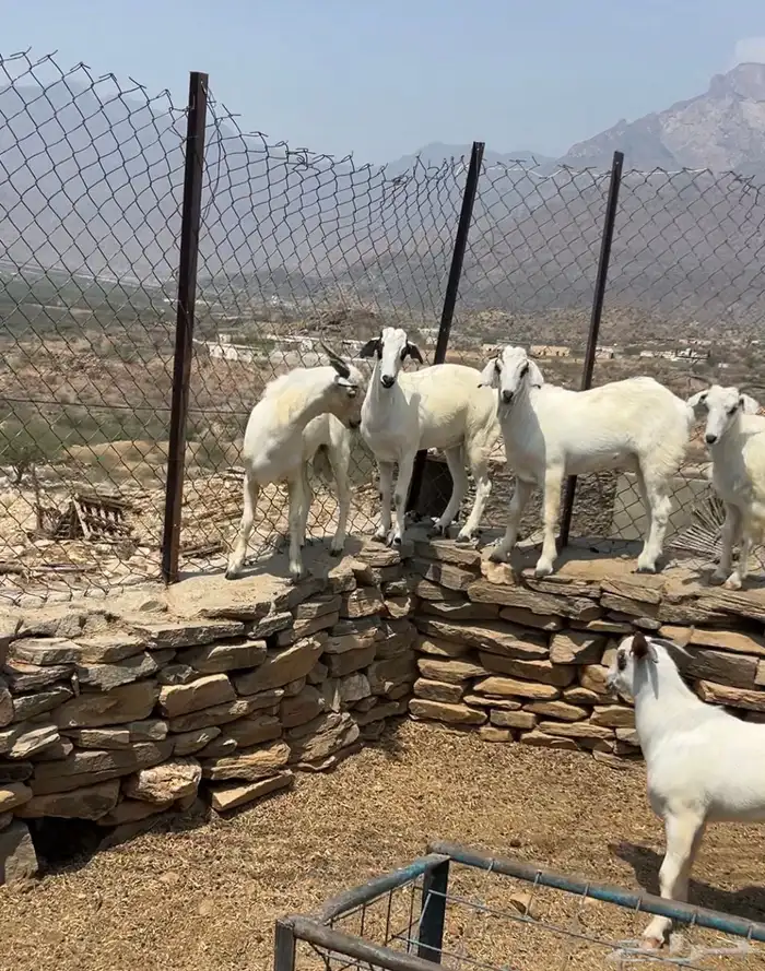 تيوس بلدي جذعان مخاصي 0