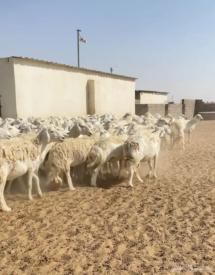 غنم حريات حرش مراح واحد 170 بفحول 6 دفيع ( تم البيع ) 23