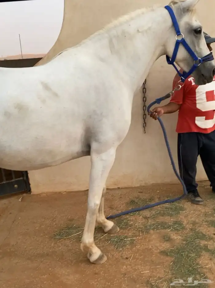 فرس لقاح ومعها مهره 0