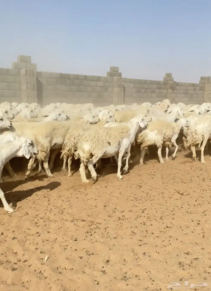 غنم حريات حرش مراح واحد 170 بفحول 6 دفيع ( تم البيع ) 4