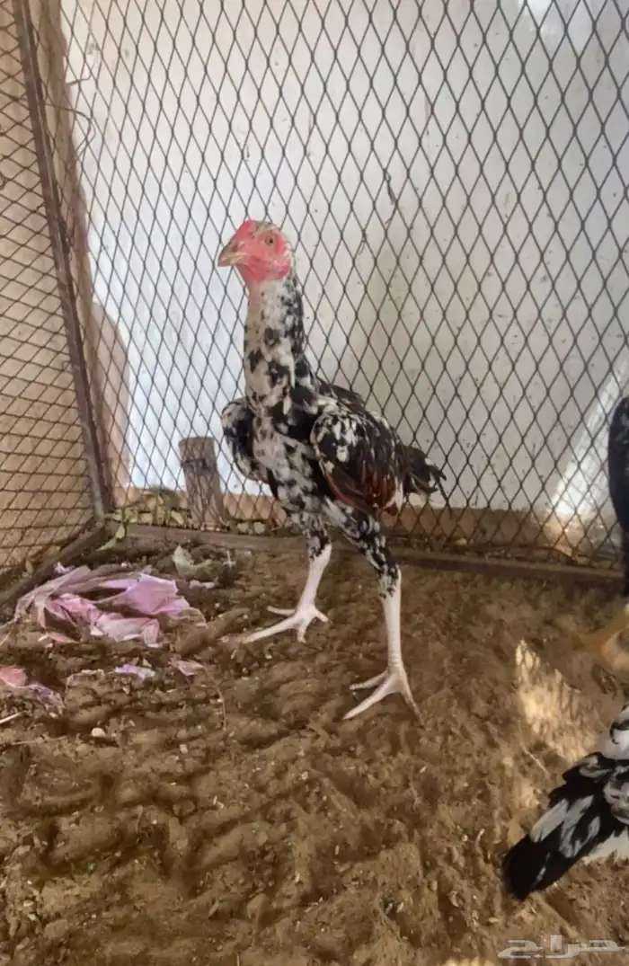 طقم سندي بيور 2