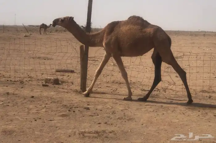 بكره حمرا 2