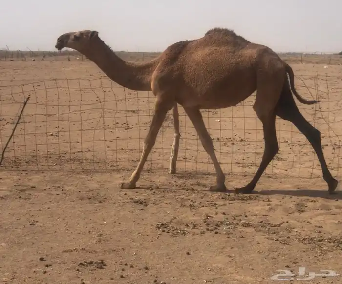 بكره حمرا 1