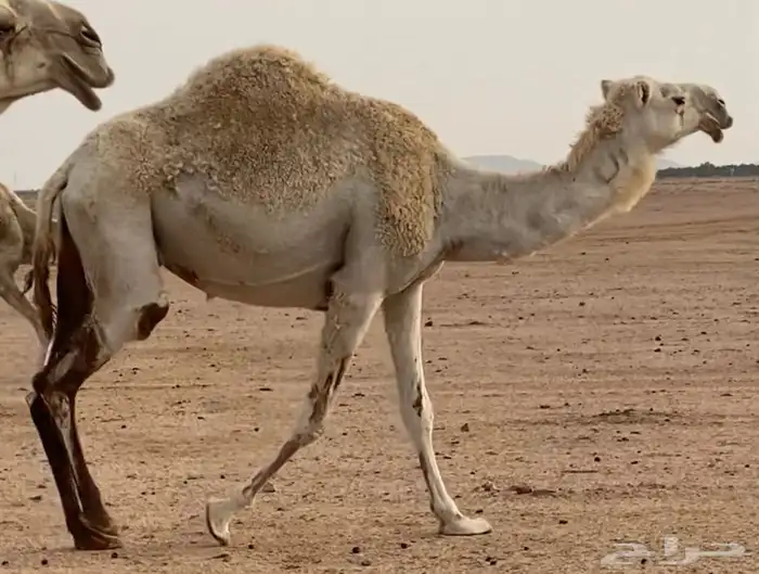 القعود ولد ولد عليان الحيسوني 1